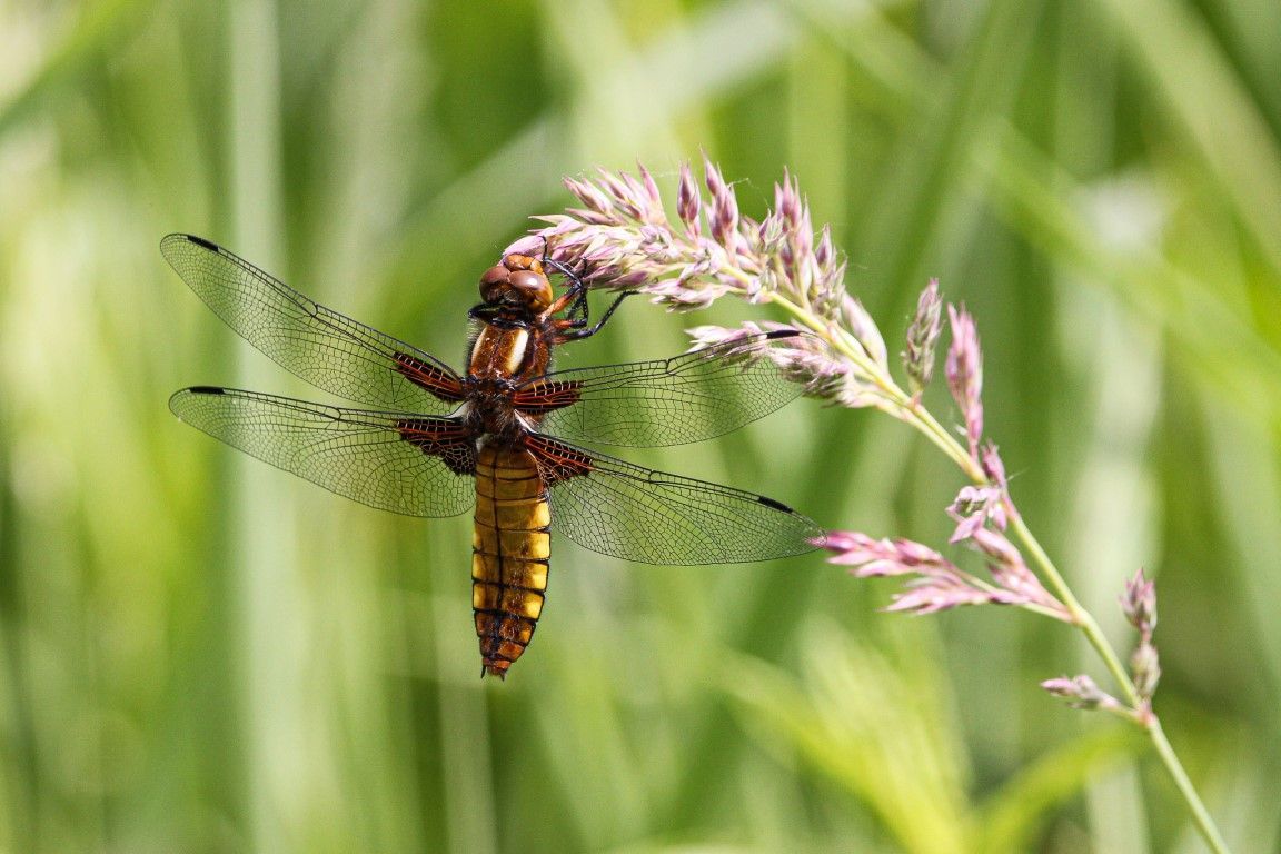Female Broad bodied Chaser 